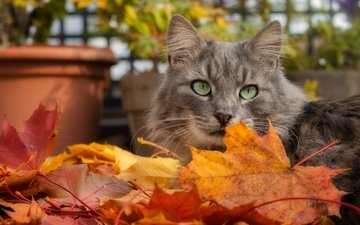 морда, листья, поза, кот, кошка, взгляд, осень, серый, горшок, осенние листья
