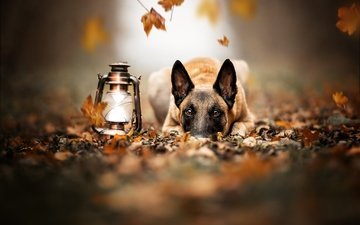 морда, листья, взгляд, осень, собака, фонарь, малинуа, бельгийская овчарка