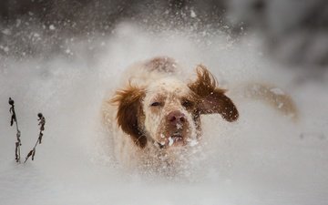 морда, снег, природа, зима, взгляд, собака, рыжая, прогулка, уши, нос, бег, сугробы, спаниель, сеттер, снегопад