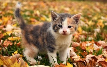 морда, трава, листья, листва, кошка, взгляд, котенок, малыш, осенние листья