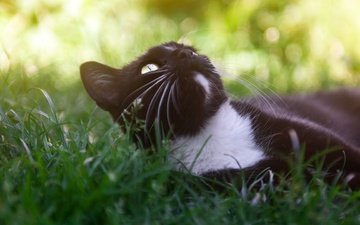 морда, трава, поза, кот, кошка, взгляд, черный, лежит, поляна, отдых, боке