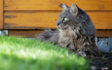 морда, трава, поза, кот, кошка, взгляд, серый, доски, профиль