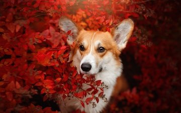 морда, листья, ветки, взгляд, осень, собака, вельш-корги, корги, светлана писарева