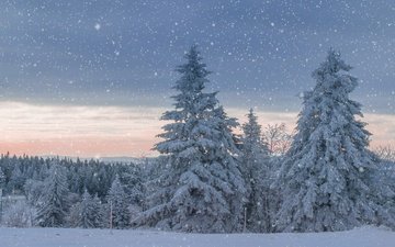небо, облака, снег, лес, закат, тучи, зима, ели, елочки, сугробы, в снегу, снегопад, новогоднее настроение, столбики