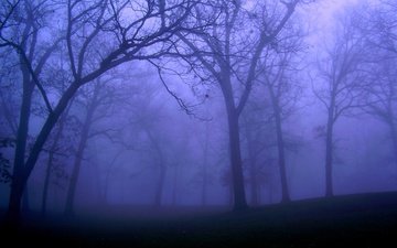 nacht, bäume, natur, wald, nebel
