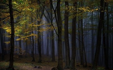 ночь, деревья, природа, лес, туман, осень