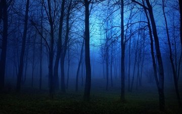 ночь, деревья, природа, лес, туман, ветки, темно
