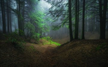 ночь, деревья, природа, лес, туман