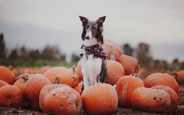 осень, собака, тыквы