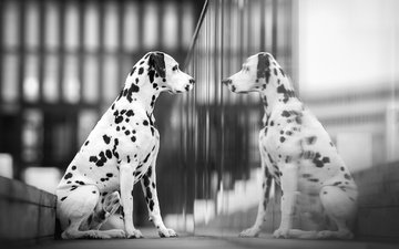 reflexion, hund, dalmatiner