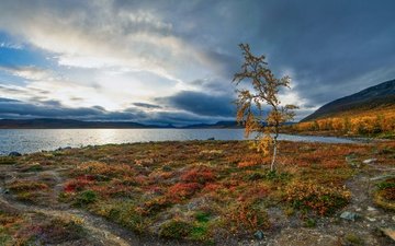 озеро, осень, береза, деревце, финляндия, лапландия