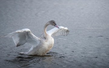 озеро, птица, лебедь