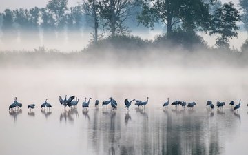 озеро, утро, туман, птицы
