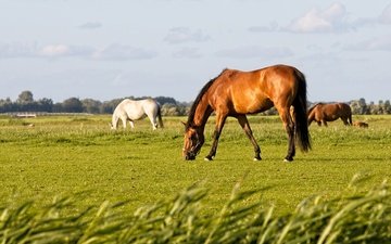 поле, лошади, кони, пасутся