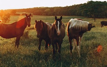 поле, лошади, кони, солнечный свет