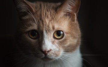 портрет, мордочка, кошка, взгляд, темный фон