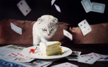 поза, кот, карты, еда, кошка, взгляд, стол, белый, темный фон, мордашка, язык, тарелка, торт, натюрморт, пирожное, вислоухий