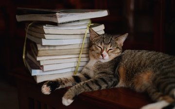 поза, кот, кошка, сон, книги, лежит, спит, темный фон, мордашка, стопка, лень, учебники
