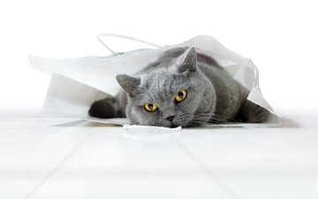 поза, кот, кошка, взгляд, мордашка, британский, пакет, сумка, британская короткошерстная кошка