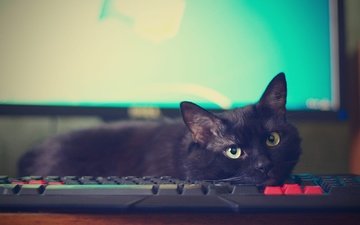 поза, кот, мордочка, кошка, взгляд, черный, лежит, монитор, клавиатура, компьютер