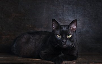 поза, кот, мордочка, кошка, взгляд, черный, лежит, темный фон, фотостудия