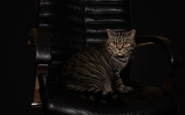 поза, кот, мордочка, кошка, взгляд, серый, темный фон, кресло, кожа, полосатый, шотландский, фотостудия
