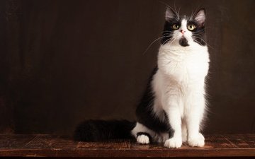 поза, кот, мордочка, кошка, взгляд, сидит, темный фон, чёрно-белый, фотостудия