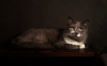 поза, кот, мордочка, кошка, взгляд, стол, лежит, серый, темный фон, дымчатый, фотостудия