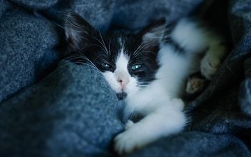 поза, мордочка, кошка, взгляд, котенок, лежит, темный фон, одеяло, чёрно-белый, плед