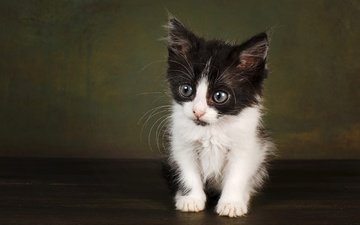поза, мордочка, кошка, взгляд, котенок, сидит, темный фон, чёрно-белый, фотостудия