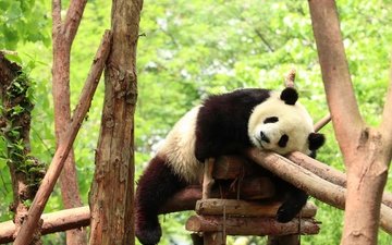поза, панда, медведь, сон, спит, мишка, отдых, бревна, конструкция, зоопарк
