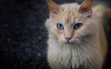 поза, портрет, кот, кошка, взгляд, темный фон, мордашка, голубые глаза, рыжий