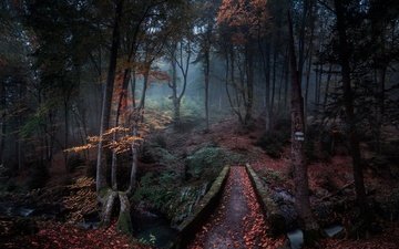 природа, лес, туман, мост, речка, болгария