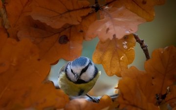 природа, листья, осень, птица, синица