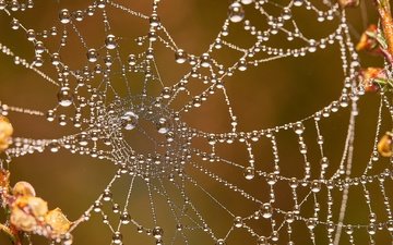 natur, makro, tröpfchen, spinnennetz