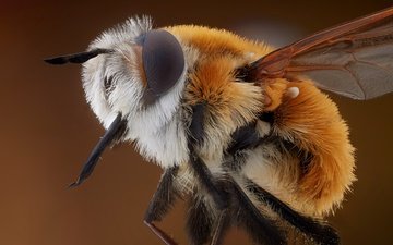 природа, макро, пчела