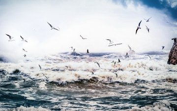 природа, море, птицы