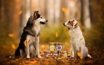 природа, осень, собаки
