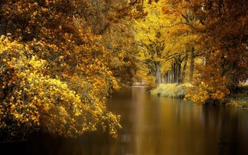 деревья, природа, парк, осень, пруд