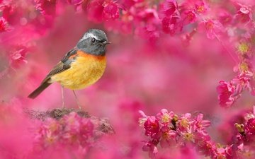 природа, птица, тайвань, вишня, цветки, боке, fuyi chen