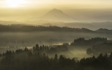 природа, утро, туман