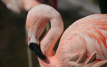 птицы, клюв, перья, розовый фламинго