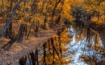 деревья, река, природа, отражение, осень