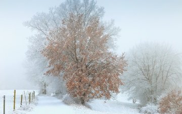 снег, дерево, зима, туман