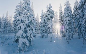 снег, лес, зима