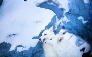 снег, парочка, ледник, две собаки, белая швейцарская овчарка