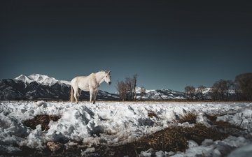 снег, природа, конь