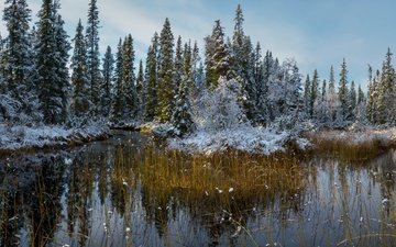 снег, природа, лес, осень