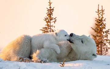 снег, природа, медведи