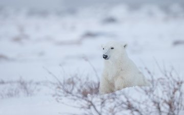 снег, зима, полярный медведь, белый медведь